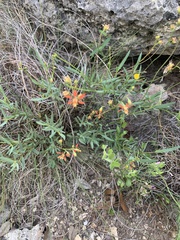 Galphimia angustifolia