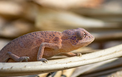 Furcifer