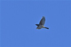 Turdus atrogularis