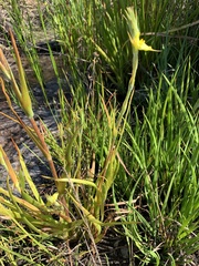 Philydrum lanuginosum