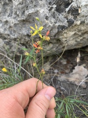 Galphimia angustifolia