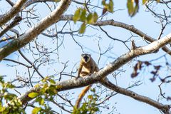 Eulemur rufifrons