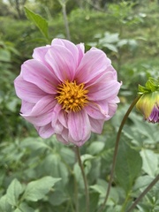 Dahlia pinnata