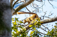 Eulemur rufifrons