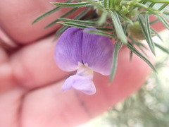 Psoralea