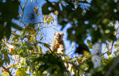 Eulemur rufifrons