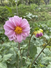 Dahlia pinnata