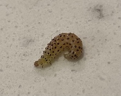 Diaphania