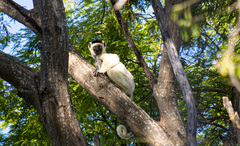 Propithecus verreauxi