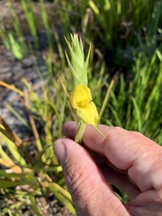 Philydrum lanuginosum