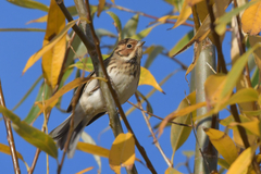 Emberiza pusilla