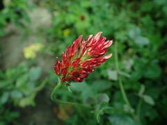 Trifolium incarnatum