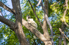 Propithecus verreauxi