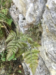 Gymnocarpium dryopteris