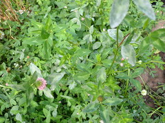 Erysiphe trifoliorum