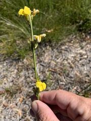 Goodenia stelligera