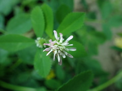 Trifolium
