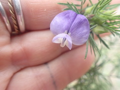 Psoralea