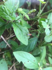 Homoeoxipha lycoides