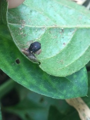 Coleoptera
