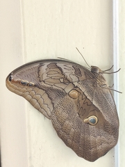 Eryphanis
