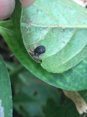 Coleoptera