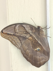 Eryphanis
