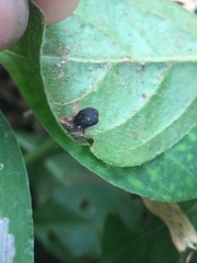 Coleoptera
