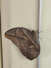 Eryphanis
