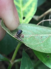 Coleoptera