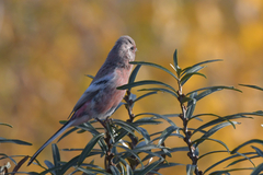 Carpodacus sibiricus