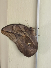 Eryphanis