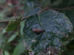 Aphrophoridae