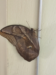 Eryphanis