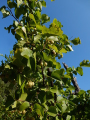Styrax platanifolius