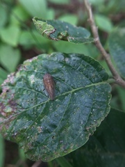 Aphrophoridae