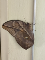 Eryphanis