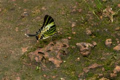 Graphium antiphates