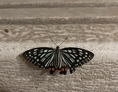 Hestina assimilis