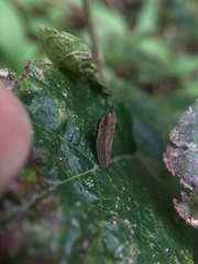 Aphrophoridae