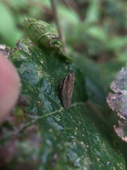 Aphrophoridae
