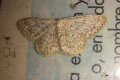 Scopula marginepunctata