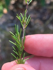 Acacia baueri