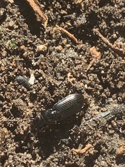 Pterostichus melanarius