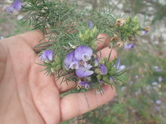 Psoralea