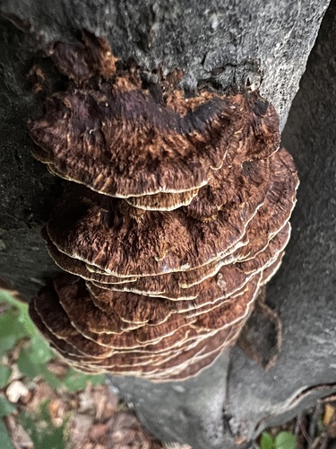 Spindulinis Skylenis nuotrauka