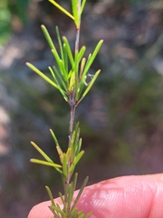 Acacia baueri