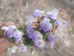 Psoralea