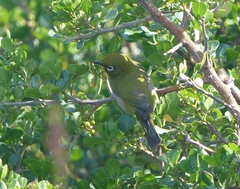 Zosterops virens capensis