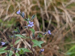 Trichostema brachiatum